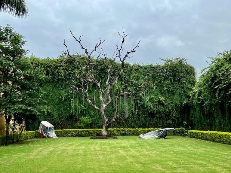 Create Your Dream Garden: Services That Make It Possible