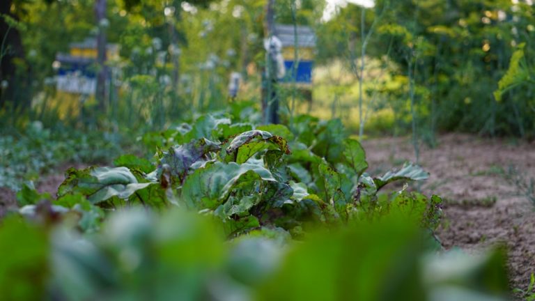Sustainable Gardening Practices for a Greener Tomorrow